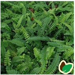 Kambregne - Blechnum spicant