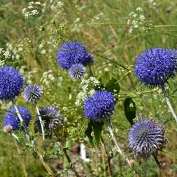 Tidselkugle - Echinops ritro