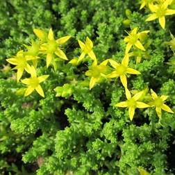 Bidende Stenurt - Sedum acre