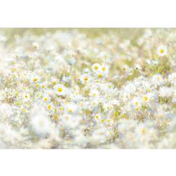 Komar Floral Daisies Wall Mural, White