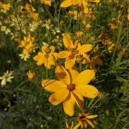 Kransskønhedsøje Grandiflora - Coreopsis verticillata Grandiflora