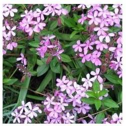 SAPONARIA ocymoides Sæbeurt