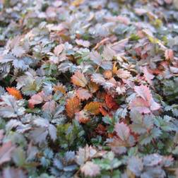 Tornnød Kupferteppich - Acaena microphylla