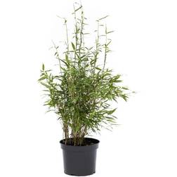 Cramers Blommor Bambus Bimbo Potteplante