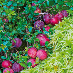 Vaccinium macrocarpon 'Big Pearl' Tranebær