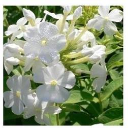 Høstfloks Fujiyama - Phlox paniculata