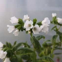 Lungeurt Sissinghurst White Pulmonaria officinalis Sissinghurst