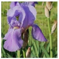 IRIS germanica 'Blue Rhythm' Haveiris Prydbusk