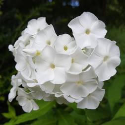 PHLOX pani. 'Pina Colada' Høstfloks