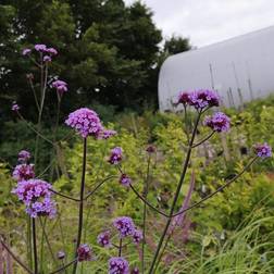 Kæmpe verbena Kæmpejernurt Verbena bonariensis Grøntsagsfrø