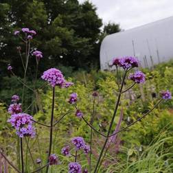 Kæmpe verbena Kæmpejernurt Verbena bonariensis