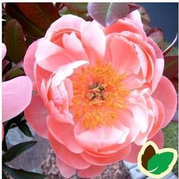 PAEONIA lactiflora 'Coral Charm' Silkepæon