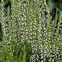 Calluna vulgaris 'Helena' Efterårslyng Sommerblomst