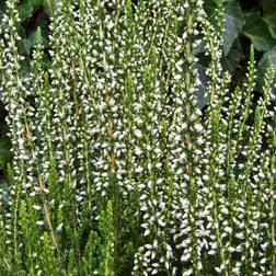 Calluna vulgaris 'Helena' Efterårslyng