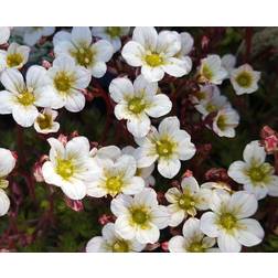 Mos-Stenbræk Alba Saxifraga arendsii Alba Blomsterfrø