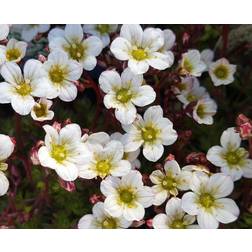 Mos-Stenbræk Alba Saxifraga arendsii Alba