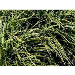 CAREX morrowii 'Variegata' Japansk Prydbusk