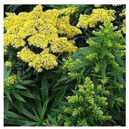 Gyldenris Golden Dwarf Solidago hybrid Golden