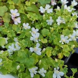 CYMBALARIA muralis 'Alba' (Torskemund)