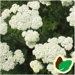 Røllike White Beauty - Achillea millefolium White Staude