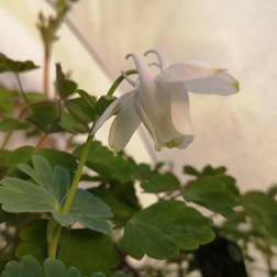 Dværgakeleje Nana Alba Aquilegia