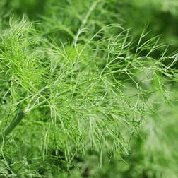 Fennikel - Foeniculum vulgare Prydbusk