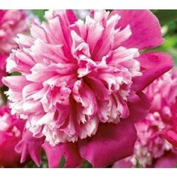 PAEONIA lact. 'Celebrity' Silkepæon Blomsterfrø