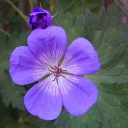 Eng-Storkenæb 'Midnight Reiter' rødt løv Blomsterfrø