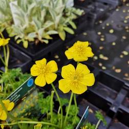 Dværg Engblomme - Trollius pumilus Blomsterfrø