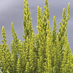 Calluna vulgaris 'Zeta' Efterårslyng Sommerblomst