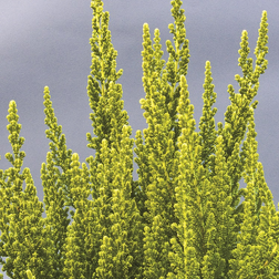 Calluna vulgaris 'Zeta' Efterårslyng