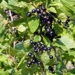 Solbærbusk Titania - Ribes nigrum Titania Prydbusk