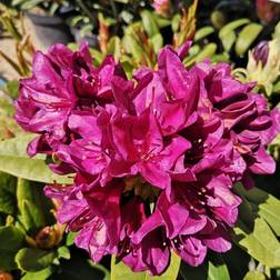 Rhododendron hybrid Polarnacht 30-50 cm.