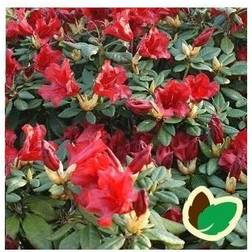 Dværg Rhododendron Scarlet Wonder 20-40 Blomsterfrø