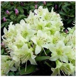 Dværg Rhododendron Shamrock 20-40