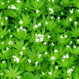Skovmærke - Galium odoratum Prydbusk