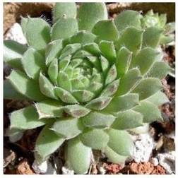 Huslog Husløg Greenii - Sempervivum calcareum Greenii Blomsterfrø