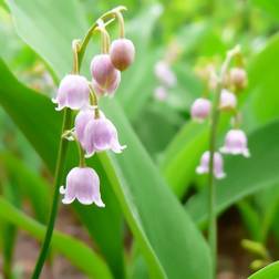 Liljekonval Rosea - Convallaria majalis