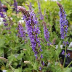 SALVIA nemorosa 'Blauhügel' Salvie