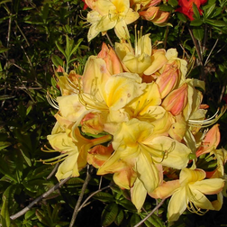 Haveazalea Golden Sunset 30-60 cm.