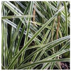 Star Ice Dance - Carex