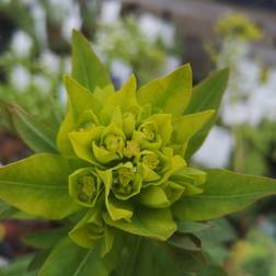 Vortemælk - Euphorbia palustris