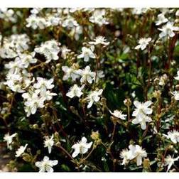 POTENTILLA tridentata 'Nuuk' Potentil