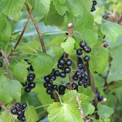 Solbærbusk Ben Alder Ribes nigrum Prydbusk