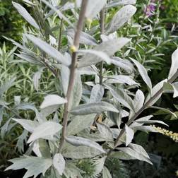 ARTEMISIA lud.'Valerie Finnis' Sølvbynke