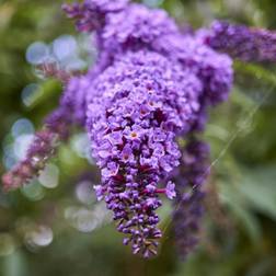 BUDDLEJA 'BLÅVINGE' Hårdfør Sommerfuglebusk, 5