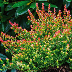 Calluna vulgaris 'Easter Bonfire'