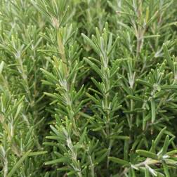 Rosmarin Blue Winter Rosmarinus officinalis Sommerblomst