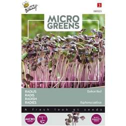 Mikrogrønt frø, Radise Daikon Red Grøntsagsfrø