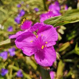 Trekantblomst Rubra - Tradescantia andersoniana Rubra